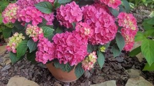 гортензия крупнолистная Таблетензия