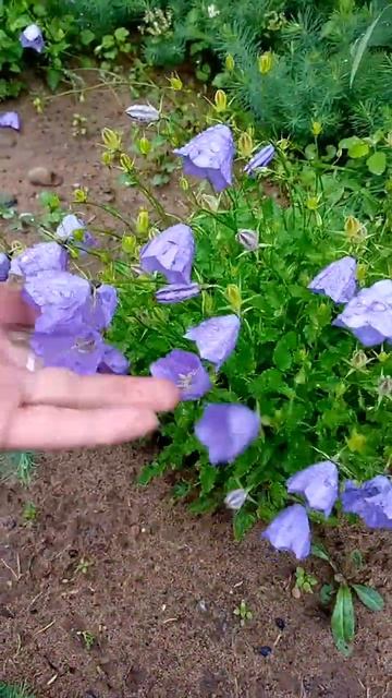 Карпатский колокольчик 😊