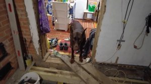 Поймал дятла в ловушку. Делаем полы. Мисс весна в нашем селе. Жизнь в деревне после переезда.