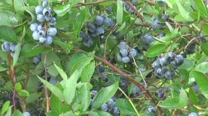 Отвечаем на вопросы о голубике и не только