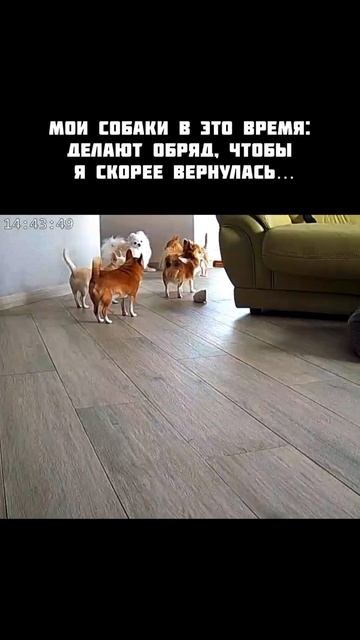 Так оно и есть 😄 #юмор #dog #funnydog #собаки смотреть онлайн