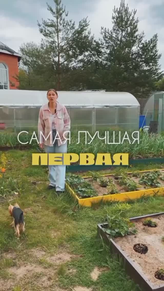 Самая лучшая первая подкормка для сада и огорода весной. смотреть онлайн