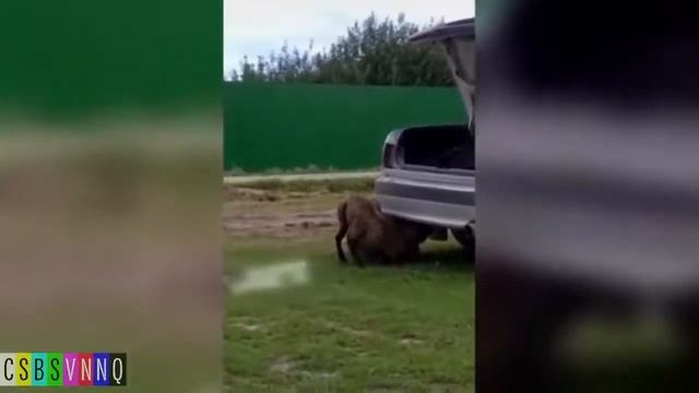 Смешные Американские новости про русских смотреть онлайн