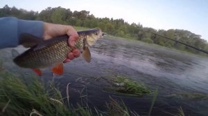 Голавль летом! Во сколько клюет голавль на перекате! Р?