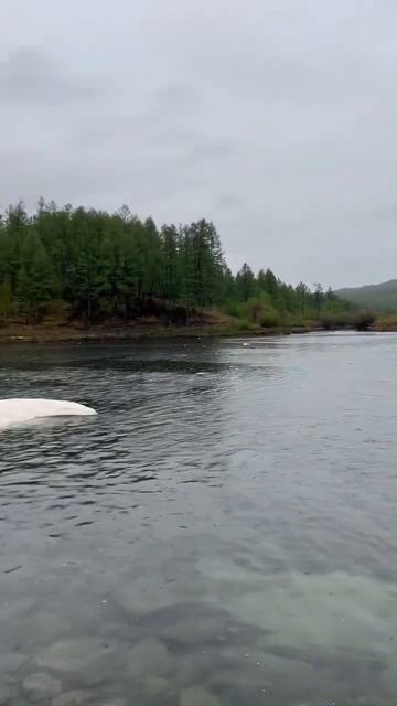 Река Большой Амалат 06.06.2024 #бурятия