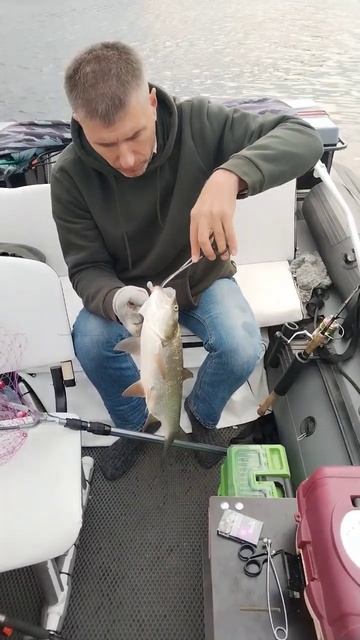 29 сентября 2024 г.Клязьма жерех 1.5 кг.