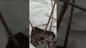 Весенняя обрезка метельчатой гортензии Cotton Cream