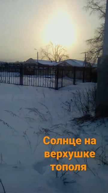 📹 Солнце на верхушке тополя. смотреть онлайн