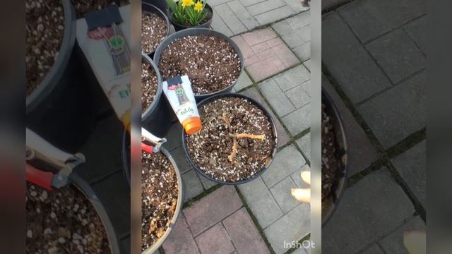 При обрезки гортензий весной, если течет сок, что делать?