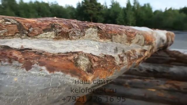 Сухостой. Площадка смотреть онлайн