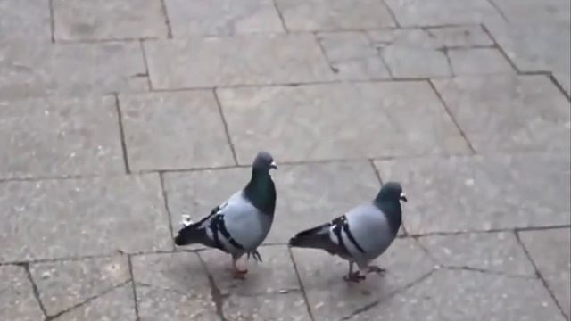 Голуби - What is Love смотреть онлайн