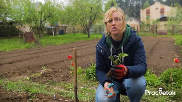 ВЕСНОЙ САЖАЮ КЛУБНИКУ ТОЛЬКО ТАК и она быстро приживается и плодоносит всё лето! смотреть онлайн