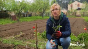 ВЕСНОЙ САЖАЮ КЛУБНИКУ ТОЛЬКО ТАК и она быстро приживается и плодоносит всё лето!