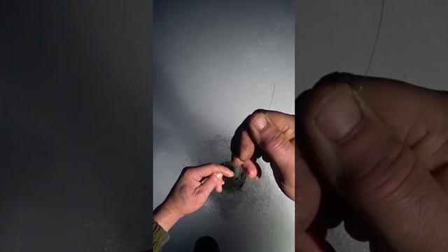 Поймал огромную...😲 Леска трещит от этой поклёвки. #ры смотреть онлайн