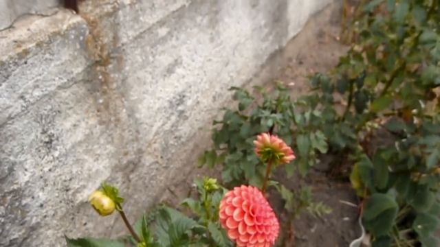 ГЕОРГИНЫ ПОПЕКЛИСЬ !!! Я С АРТЁМОМ НА ВЫКОПКЕ !!! ПОСЛЕДН смотреть онлайн