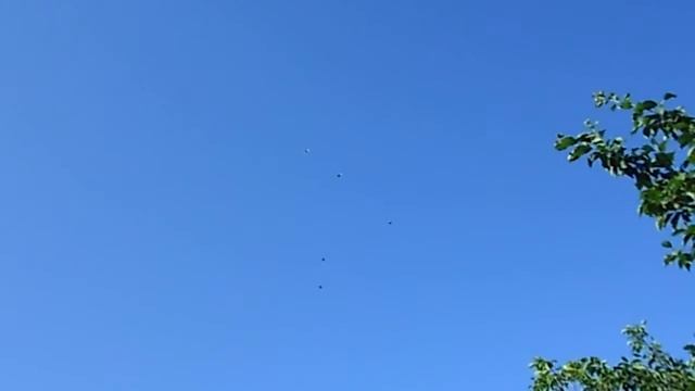 Николаевские голуби. ДРАГАНОВА. ВИТАЛИЯ. г БОЛГРАД. смотреть онлайн