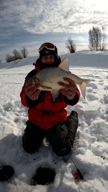 ЛЕЩ НА ИРТЫШЕ ШИКАРНАЯ РЫБАЛКА #рыбалка смотреть онлайн