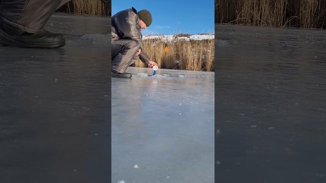 Сработка жерлицы, первая в этом сезоне #рыбалка #первы? смотреть онлайн