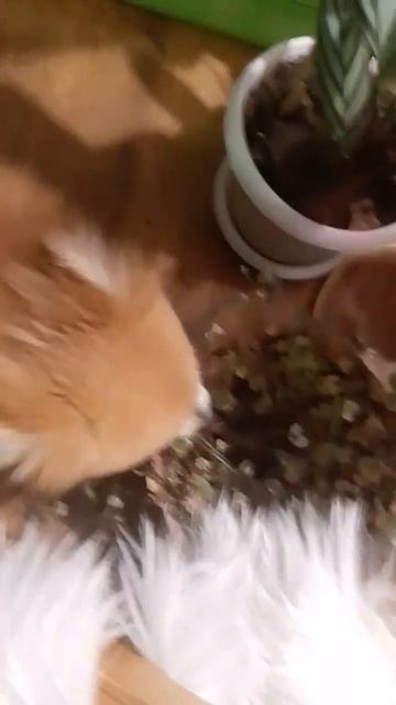 у меня собака ест траву смотреть онлайн