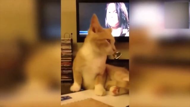 Приколы над кошками#33 | Видео приколы про котов смотреть онлайн