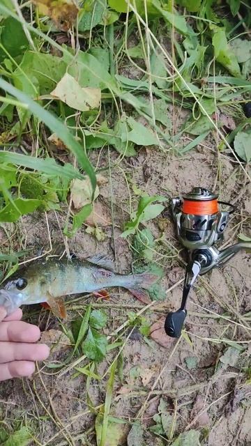 Клев как из пулемета #псковскаяобласть #fishing #окунь #пс?