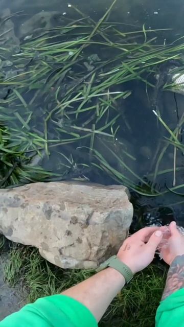 Не ЖАДНИЧАЙ #спорт #карповаярыбалка #рыбалкалуганск #р смотреть онлайн