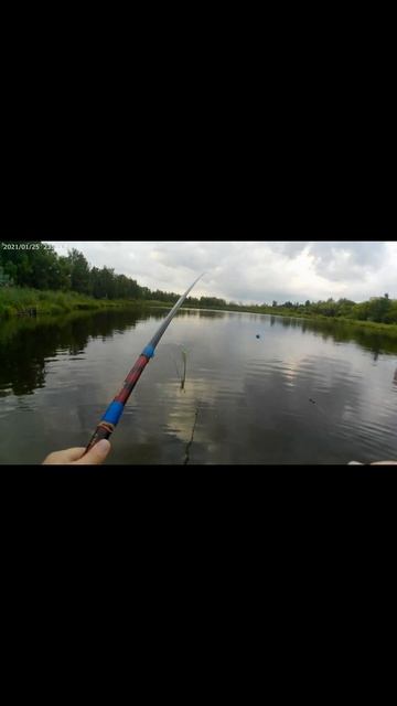 Вот он золотой карасик.#золотойкарась #карасьнапоплав