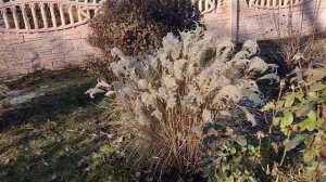 Міскантус Ред чіф (miscanthus Red Chief)