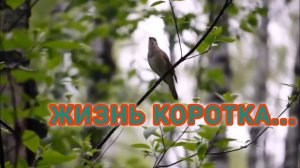 ЖИЗНЬ КОРОТКА. ОДНА МИНУТА РЕШАЕТ ВСЁ...