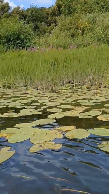 Речка Гумёнка, лилии и кувшинки...😌🪷🏵 #nature #flowers смотреть онлайн