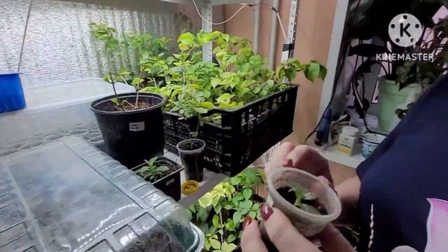 Самый простой СПОСОБ размножения ГОРТЕЗИИ прямо сейч? смотреть онлайн