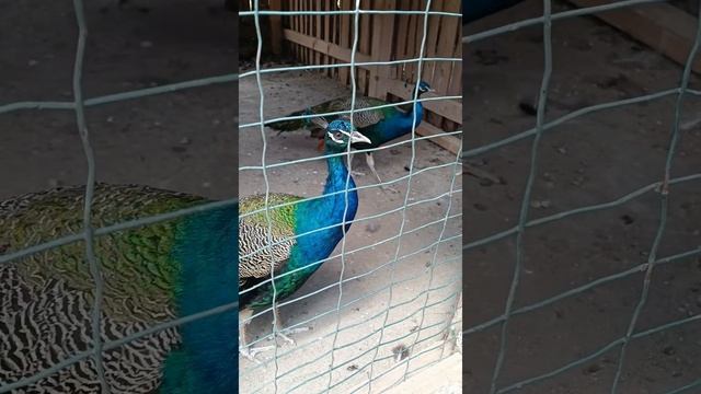 Парк верблюдов в Несебре (Болгария) смотреть онлайн