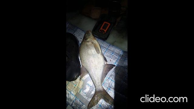 ДВАДЦАТЬ КИЛОГРАММОВ ЛЕЩА! 14 ноября 2024 г.