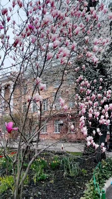 Цветение магнолий смотреть онлайн