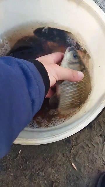 Наловили Карасей Больших. Кубань, Карп, Сазан, Амур, Ло?