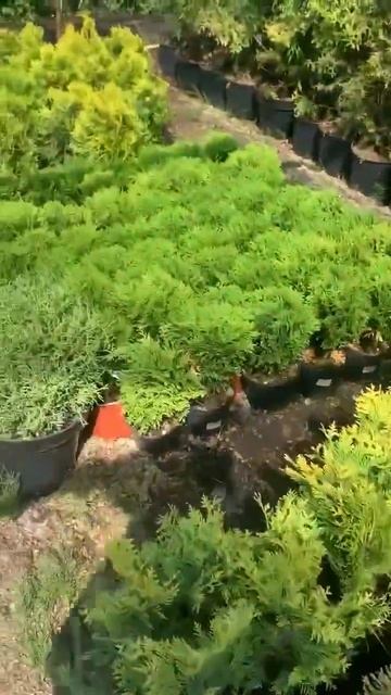 Туя западная Даника #rastenie174 #садовник_на_koстромской_24 #? смотреть онлайн