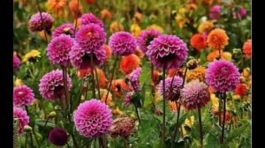 24 марта 2024 г.Помпоновые георгина