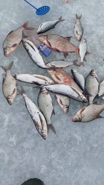 #shorts Рыбалка на МОРМЫШКУ на ФИНСКОМ ЗАЛИВЕ!Отличная по