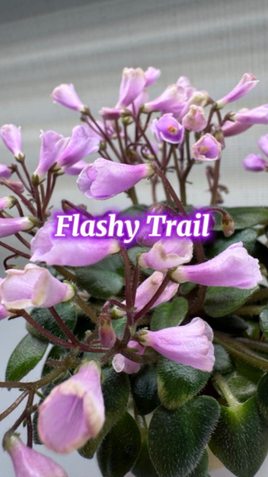 Flashy Trail. (H.Pittman)