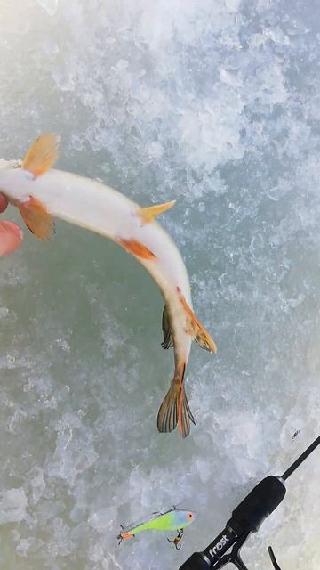 Щука, на ВИБ ручной работы, #fishing #зимняярыбалка2025 #paik смотреть онлайн