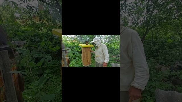 Пчеловодство №139 Как заселить пчелами колоду? Новый житель нашей пасеки.