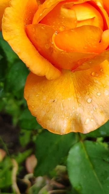 РОЗА🌹 ФОЛЬКЛОР, 2024, ГОРИТ ОГНЁМ 🔥🌹👍✨ смотреть онлайн