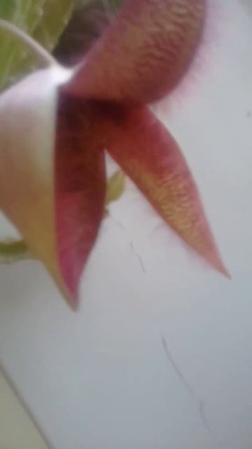 Раскрытие бутон кактуса с запохом.часть 2 смотреть онлайн