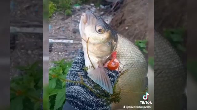 #рыбалка на окуня #окунь на что ловить #ловим на силико? смотреть онлайн