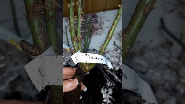 посылка из питомника Кусты роз РФ . Цены всё-таки 400-450 ? смотреть онлайн