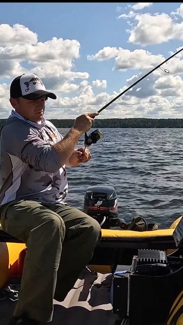 ДАЖЕ ЧАЙКИ РЖУТ!!! СУДАКИ-ЗВЕРИ!!! #fishing #рыбалка #zander #суд