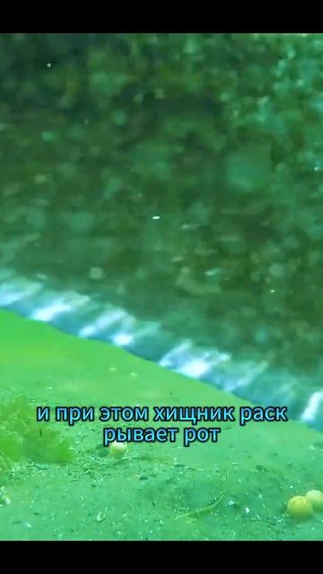 Факты о соме о которых ты точно не знал #факты #интерес? смотреть онлайн