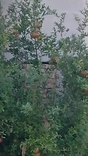 Гранаты созревают #анталия #погода #лето #гранат #плоды смотреть онлайн