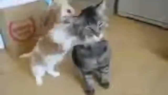 Приколы про котят смотреть онлайн