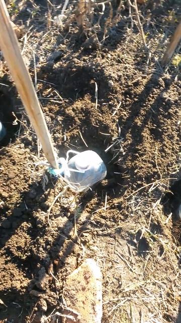 Три помидорные рассады высажены в открытый грунт под ? смотреть онлайн